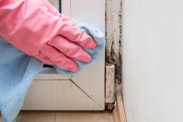 Professional Mold Removal in Sullivans Island, SC